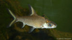 Balantiocheilos melanopterus (club aquariophile de Vernon, juin 2004)