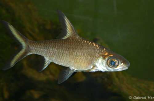 Balantiocheilos melanopterus (club aquariophile de Vernon, juin 2004)