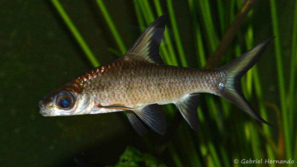 Balantiocheilos melanopterus (club aquariophile de Vernon, septembre 2008)