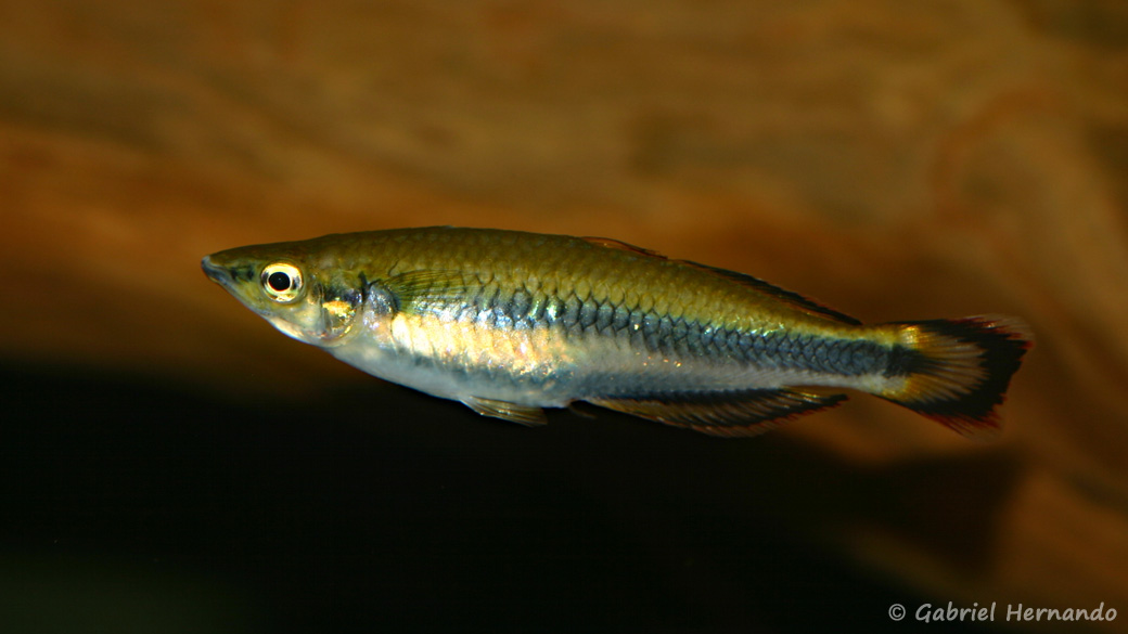 Bedotia cf. madagascariensis (Club aquariophile de Vernon, septembre 2009)
