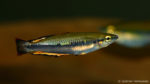 Bedotia cf. madagascariensis (Club aquariophile de Vernon, septembre 2009)