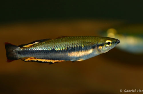 Bedotia cf. madagascariensis (Club aquariophile de Vernon, septembre 2009)