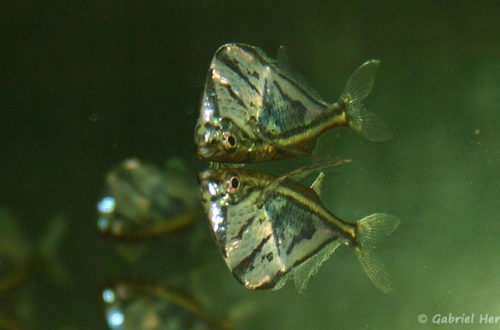 Carnegiella strigata (club aquariophile de Vernon, juin 2004)