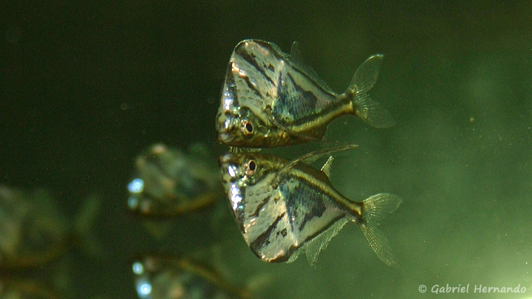 Carnegiella strigata (club aquariophile de Vernon, juin 2004)