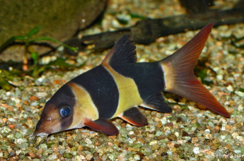 Chromobotia macracanthus (club aquariophile de Vernon, septembre 2008)