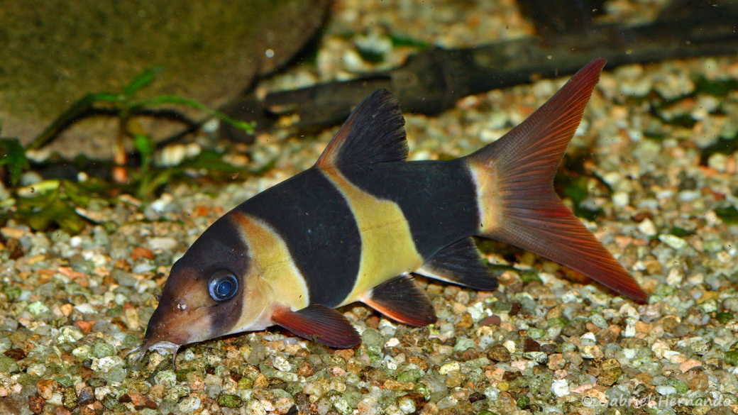 Chromobotia macracanthus (club aquariophile de Vernon, septembre 2008)