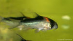Corydoras adolfoi (Aquabeek, Handel, Pays Bas, mars 2009)