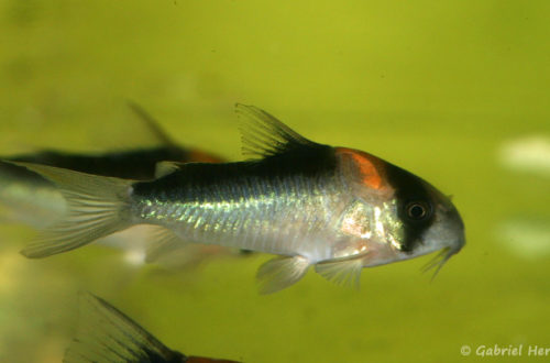 Corydoras adolfoi (Aquabeek, Handel, Pays Bas, mars 2009)