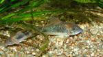 Corydoras aenus (club aquariophile de Vernon, juin 2004)