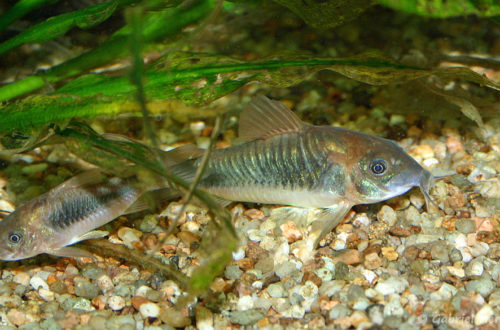 Corydoras aenus (club aquariophile de Vernon, juin 2004)