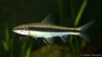 Crossocheilus oblongus (club aquariophile de Vernon, juin 2004)
