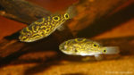 Dichotomyctere ocellatus (club aquariophile de Vernon, septembre 2006)