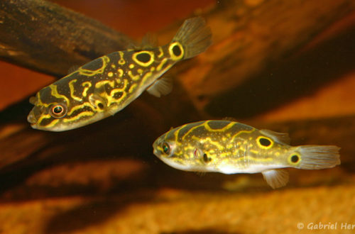 Dichotomyctere ocellatus (club aquariophile de Vernon, septembre 2006)