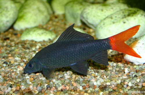 Epalzeorhynchos bicolor (club aquariophile de Vernon, juin 2004)