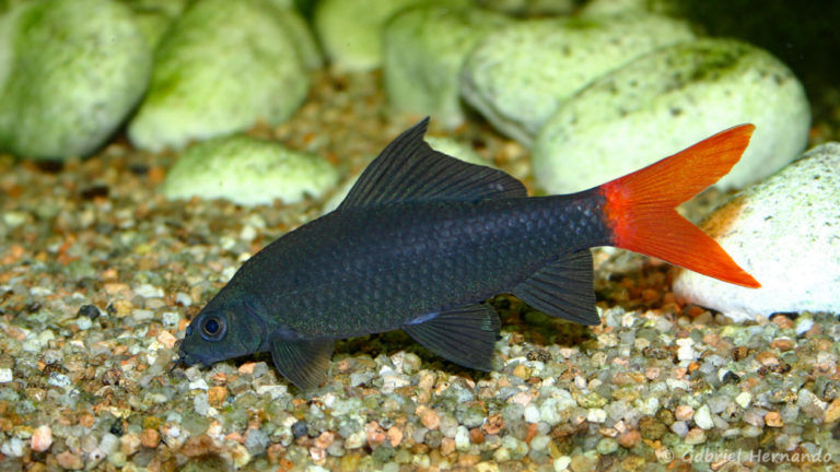 Epalzeorhynchos bicolor Les Aqua'Pages de Gabriel