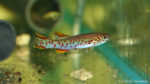Fundulopanchax gardneri (Aquabeek, Handel, Pays Bas, mars 2011)