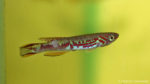 Fundulopanchax spoorenbergi (Aquabeek, Handel, mars 2011)