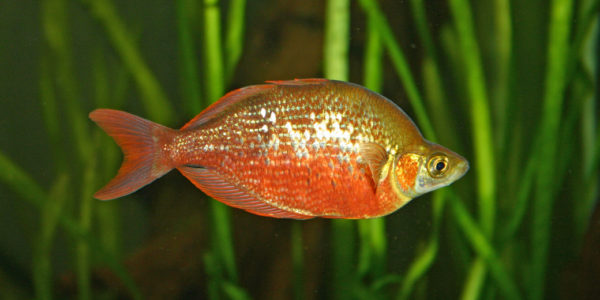 Glossolepis incisus (club aquariophile de vernon, juin 2004)