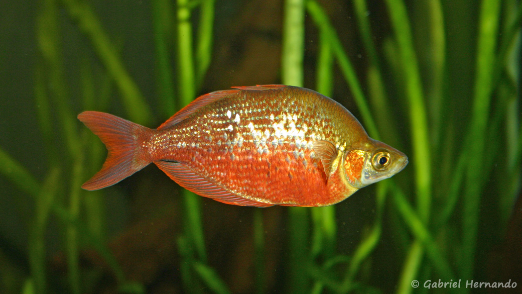 Glossolepis incisus (club aquariophile de vernon, juin 2004)