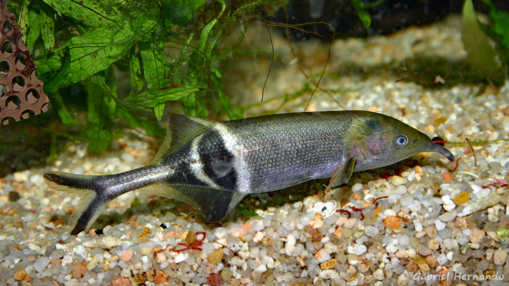Gnathonemus petersii (club aquariophile de Vernon, mars 2005)