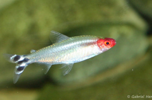Hemigrammus bleheri (club aquariophile de Vernon, juin 2004)