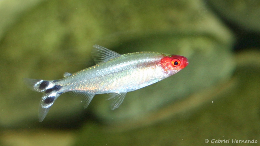 Hemigrammus bleheri (club aquariophile de Vernon, juin 2004)