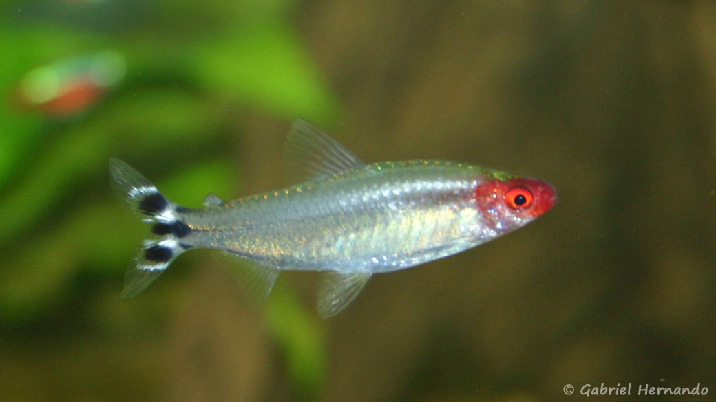 Hemigrammus bleheri  (club aquariophile de Vernon, juin 2004)