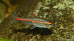 Hemigrammus erythrozonus (club aquariophile de Vernon, septembre 2008)