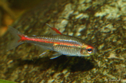 Hemigrammus erythrozonus (club aquariophile de Vernon, septembre 2008)