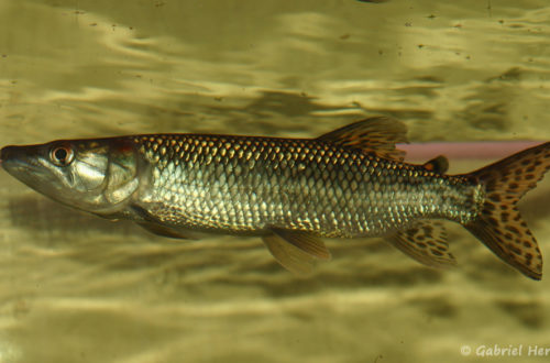 Hepsetus odoe (Hobby Zoo Tillmann, Duisbourg, Allemagne, mars 2009)