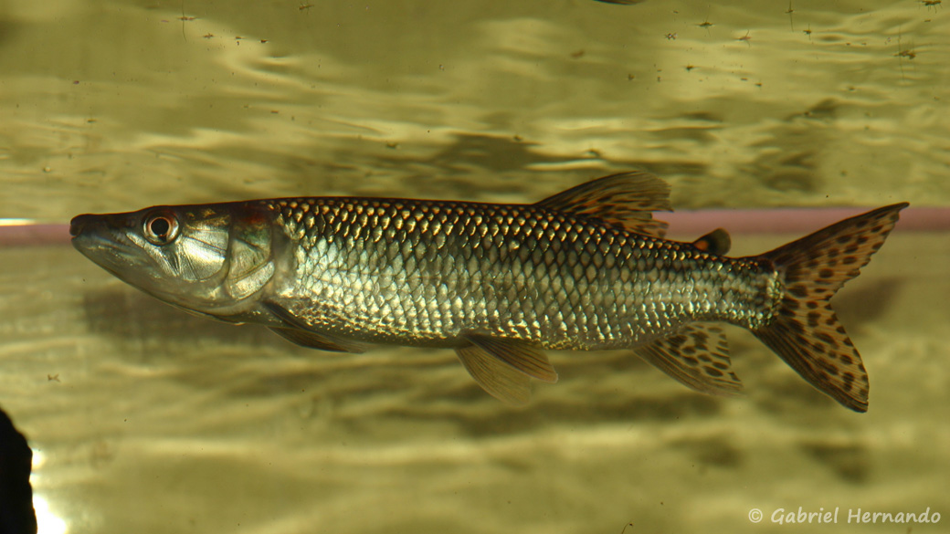 Hepsetus odoe (Hobby Zoo Tillmann, Duisbourg, Allemagne, mars 2009)