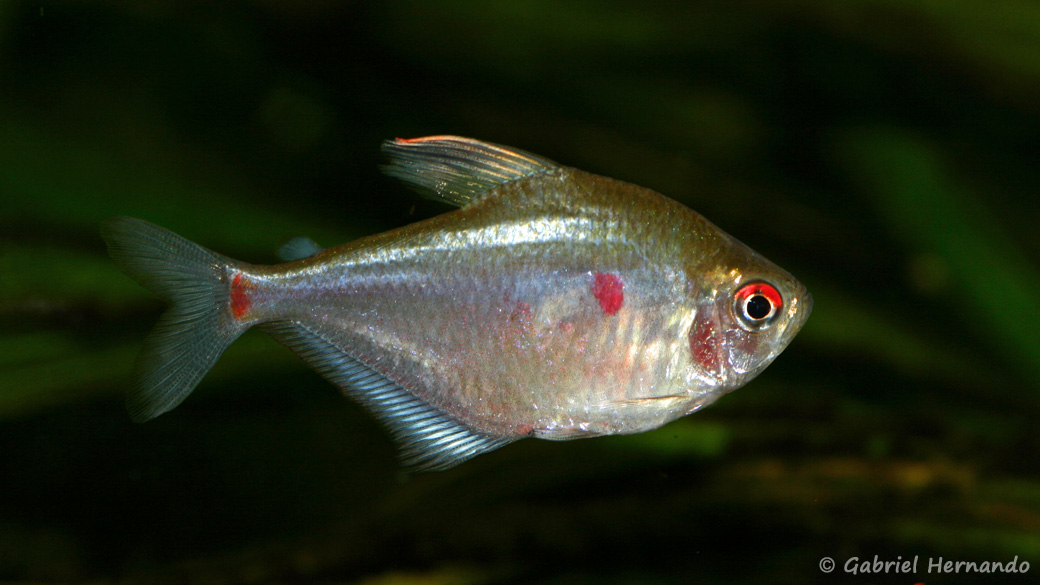 Hyphessobrycon erythrostigma (club aquariophile de Vernon, janvier 2008)