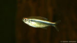 Hyphessobrycon herbertaxelrodi (club aquariophile de Vernon, septembre 2008)