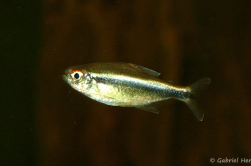 Hyphessobrycon herbertaxelrodi (club aquariophile de Vernon, septembre 2008)
