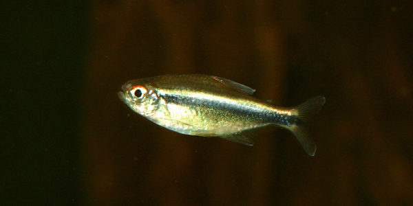 Hyphessobrycon herbertaxelrodi (club aquariophile de Vernon, septembre 2008)