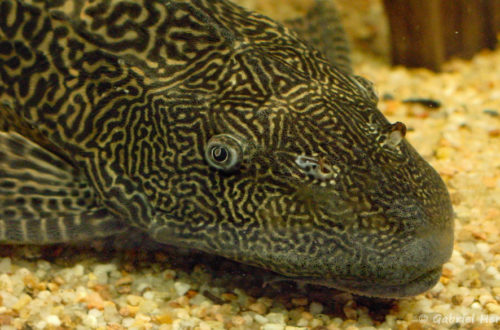 Hypostomus plecostomus (club aquariophile de Vernon, juillet 2003)