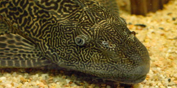 Hypostomus plecostomus (club aquariophile de Vernon, juillet 2003)