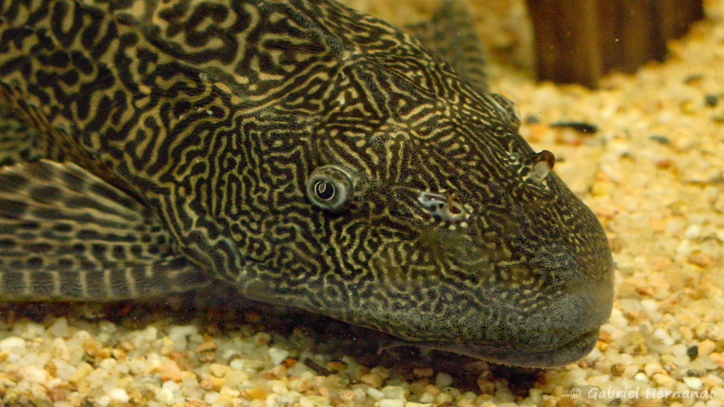 Hypostomus plecostomus (club aquariophile de Vernon, juillet 2003)