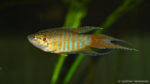 Macropodus opercularis (club aquariophile de Vernon, septembre 2008)