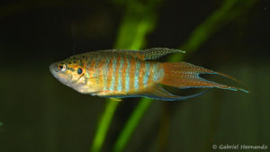 Macropodus opercularis (club aquariophile de Vernon, septembre 2008)