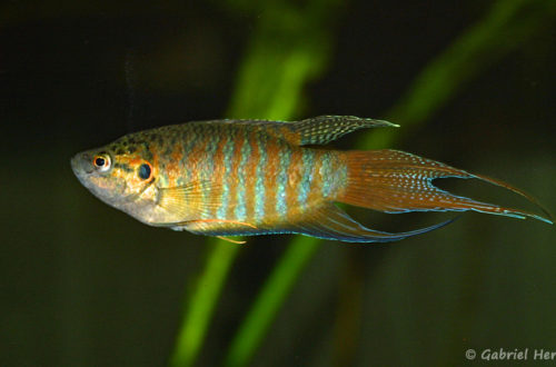 Macropodus opercularis (club aquariophile de Vernon, septembre 2008)