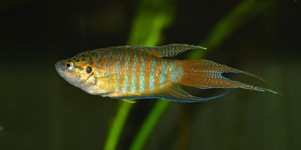 Macropodus opercularis (club aquariophile de Vernon, septembre 2008)