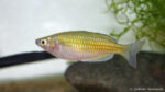 Melanotaenia boesemani (club aquariophile de Vernon, janvier 2005)