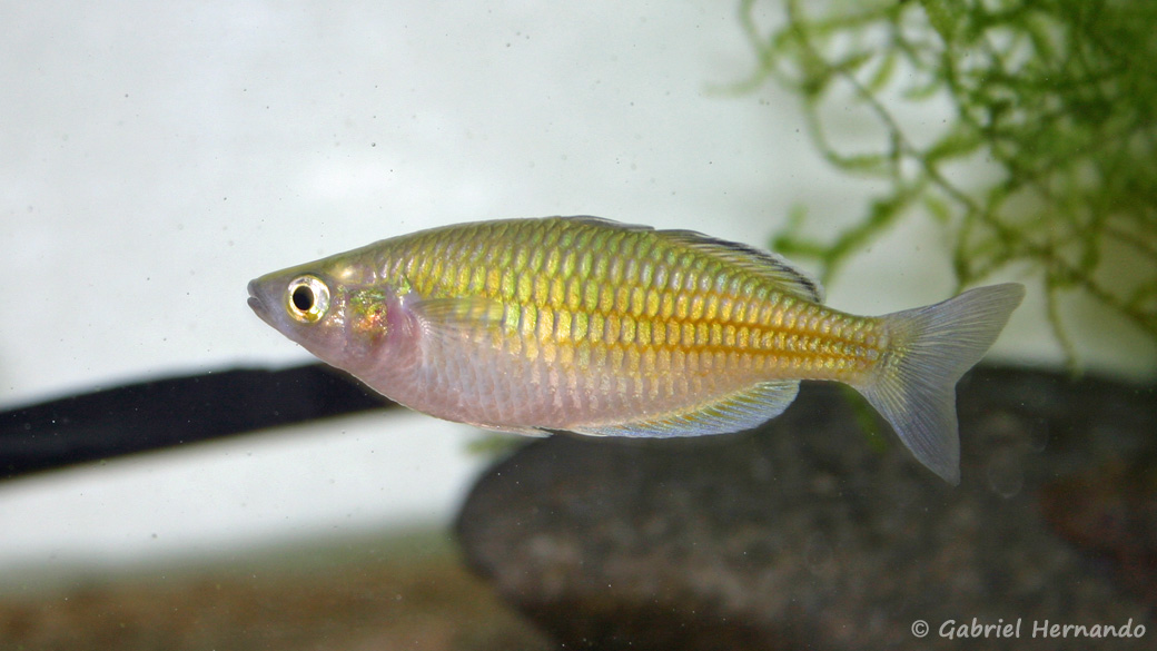 Melanotaenia boesemani  (club aquariophile de Vernon, janvier 2005)