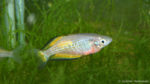 Melanotaenia parkinsoni (club aquariophile de Vernon, juin 2004)
