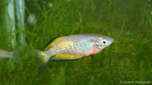 Melanotaenia parkinsoni (club aquariophile de Vernon, juin 2004)