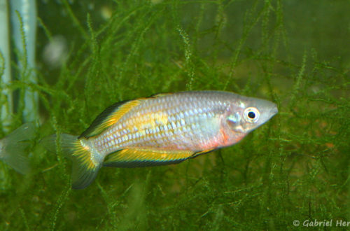 Melanotaenia parkinsoni (club aquariophile de Vernon, juin 2004)