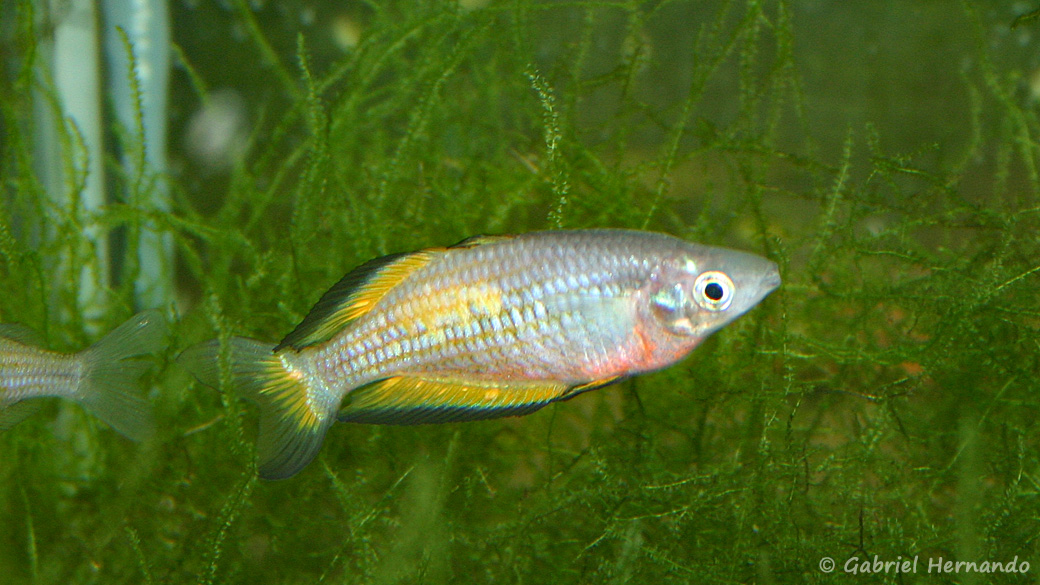 Melanotaenia parkinsoni (club aquariophile de Vernon, juin 2004)