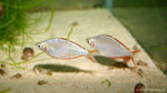 Melanotaenia preacox (club aquariophile de Vernon, juin 2004)