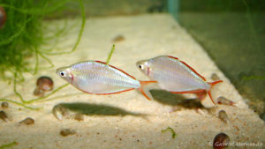 Melanotaenia preacox (club aquariophile de Vernon, juin 2004)